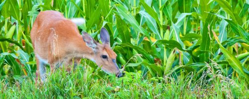 White Tail Deer in Maplewood Township, Otter Tail County, MN
