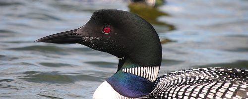 Loons on Prairie Lake, Pelican Township