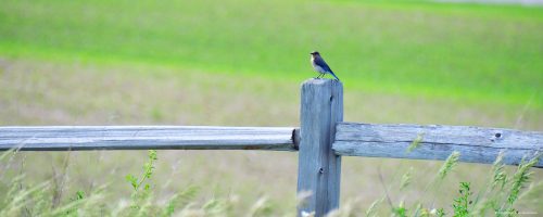Tordenskjold Township in Otter Tail County, MN