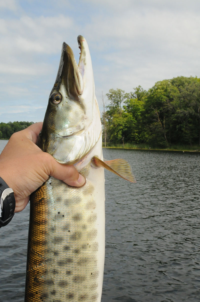 Caught Photographed and then Released
