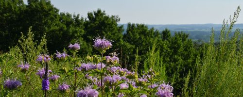 inspiration_peak_state_wayside_feature_header-6.jpg
