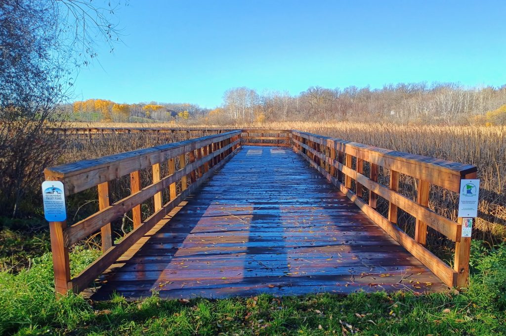 A wooden boardwalk extending into reeds